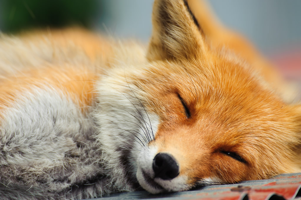 Sleepng Fox, Blamy Fox, Ethical Skincare, Sports skincare, Organic Sun cream