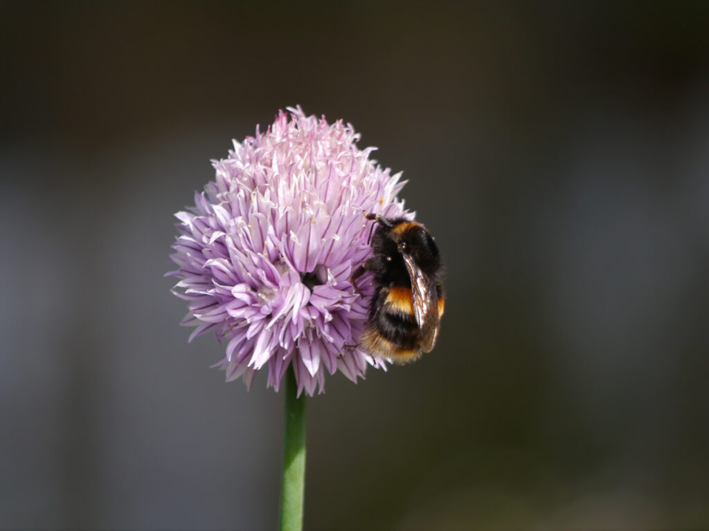 Bumblebee World Bee Day