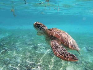World Turtle Day_marine safe sunscreen