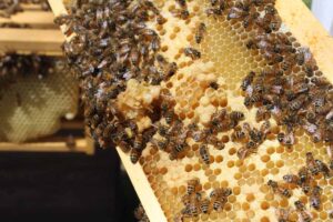 World-Bee-Day_beeswax-skincare_sensitive-skins