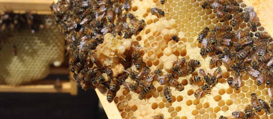 World-Bee-Day_beeswax-skincare_sensitive-skins