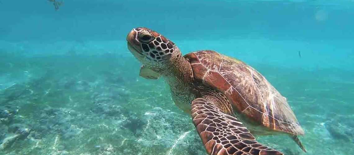 World Turtle Day_marine safe sunscreen
