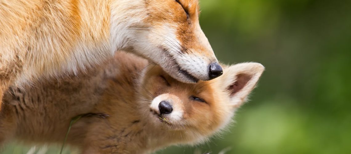 Fox cub and mum