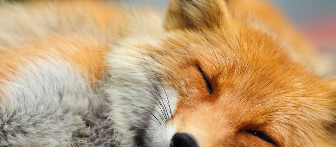 Sleepng Fox